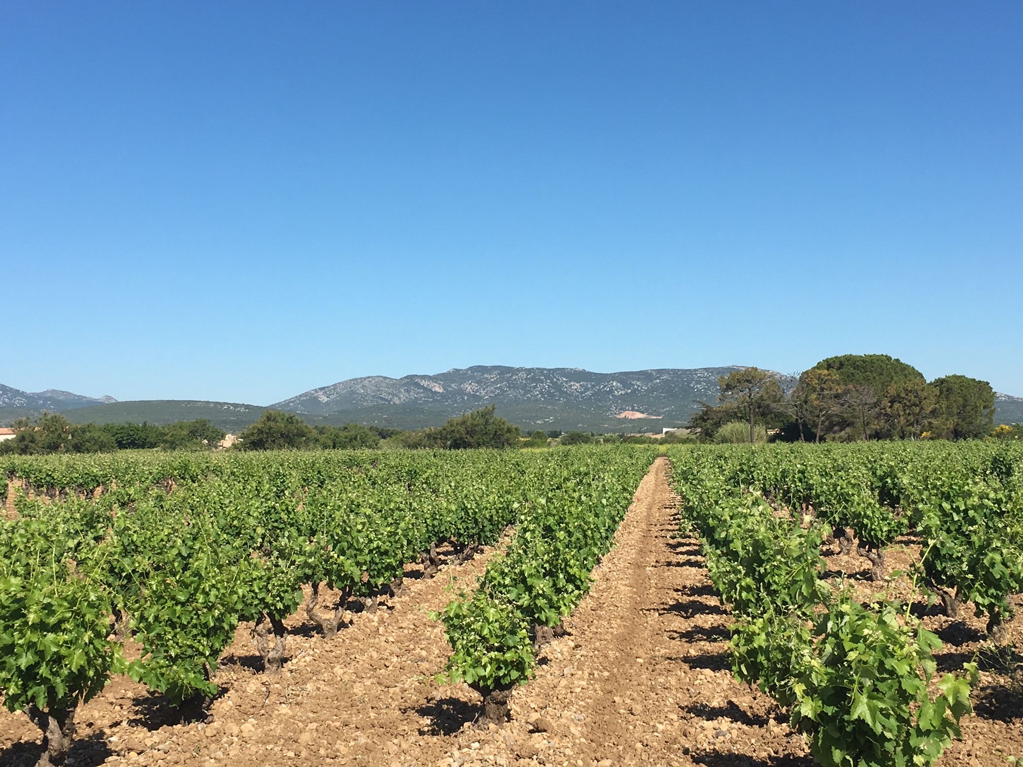 Languedoc-Wein-Corbieres-Frankreich-Urlaub-confiture-de-vivre